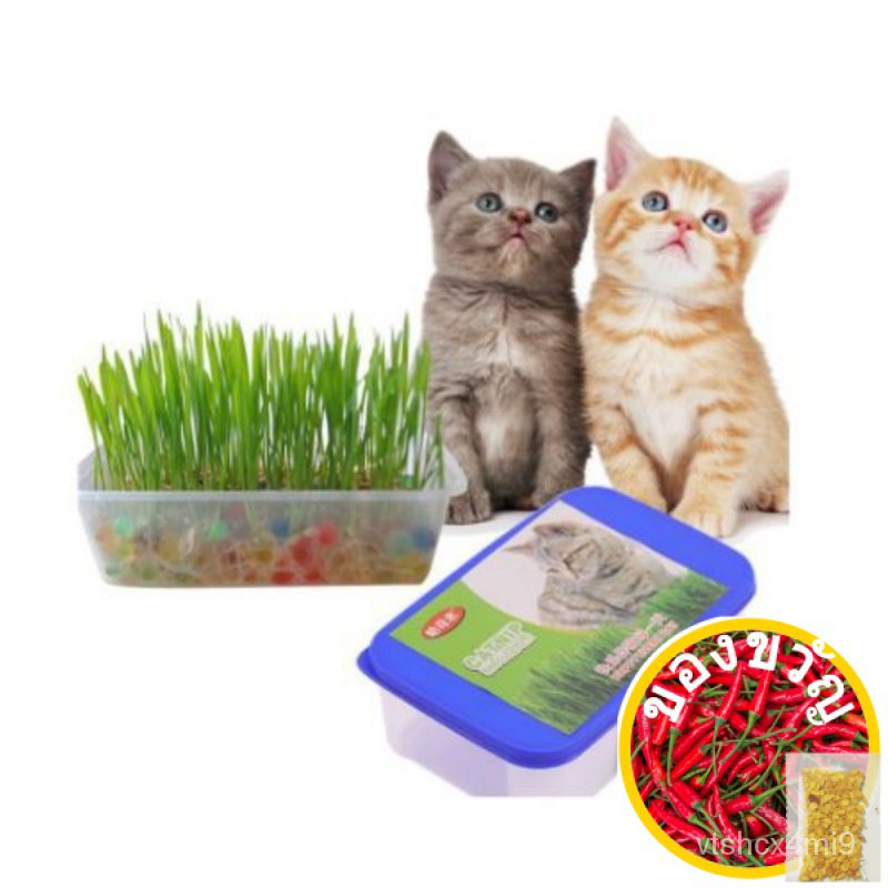 Grow your Cats organic Grass Cat Seed Cat Easy Grow Oat Kitedเมล็ดเชีย