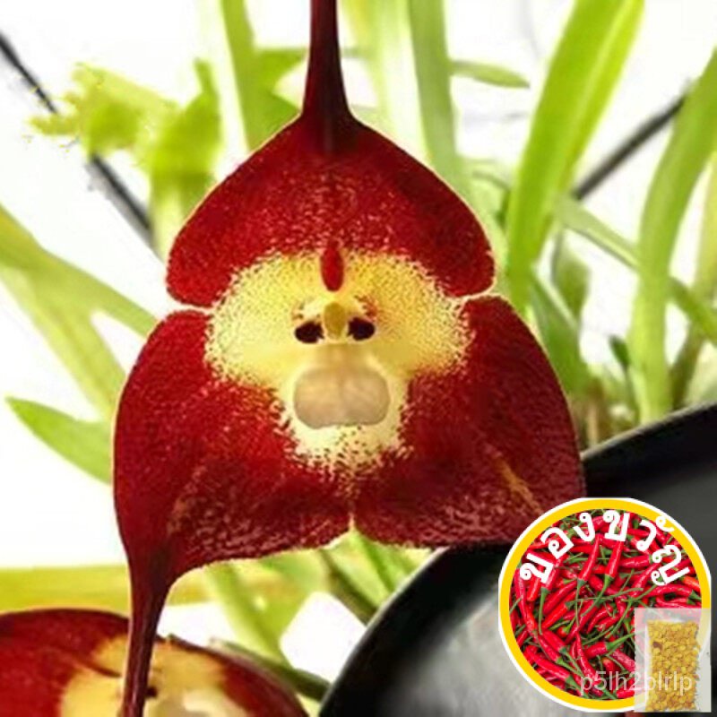 เมล็ดกล้วยไม้หน้าลิง Mixed Color Rare Monkey Face Orchid Flower Seeds