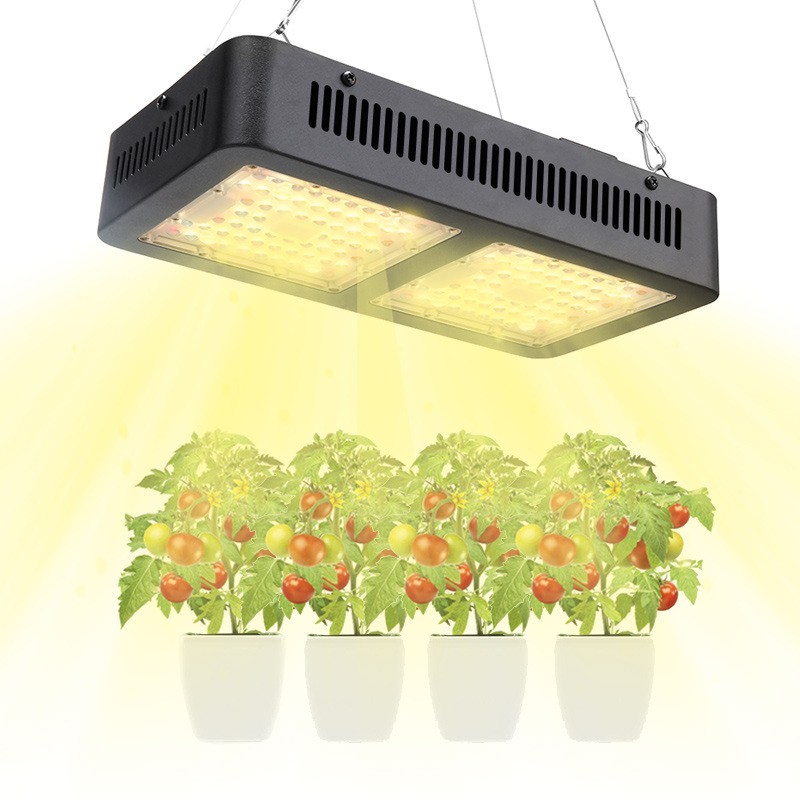 Led Grow Lights Thailand Shelly Lighting