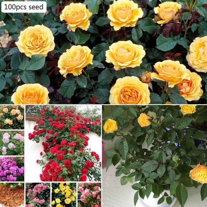 50pcs rose flower seed climbing rose seed outdoor potted bonsai plant
