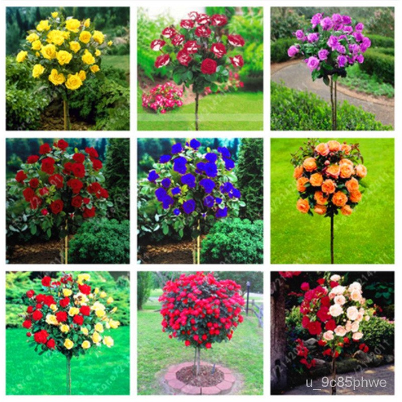 2022100 pcsbag rose tree rose seeds bonsai flower seeds tree seeds