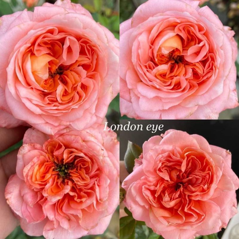 กุหลาบลอนดอนอาย (London eye rose) Shopee Thailand