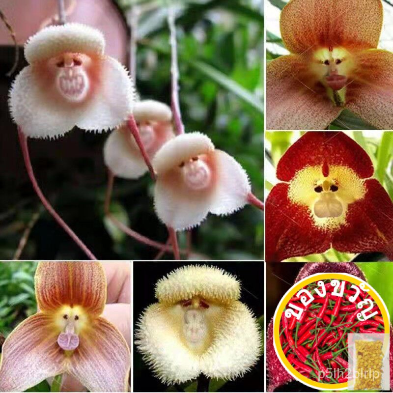 เมล็ดกล้วยไม้หน้าลิง Mixed Color Rare Monkey Face Orchid Flower Seeds