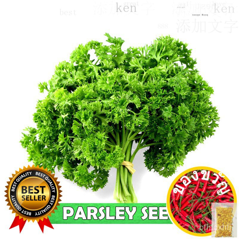 VALUE PACK!Curly Parsley Seeds 30pcs seeds/DECORA VARIETY (1pack) สวน/หมวก/seeds/แม่และเด็ก