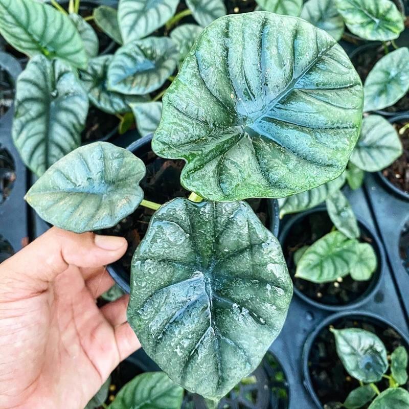 Alocasia Nebula ถูกที่สุด พร้อมโปรโมชั่น ธ.ค. 2020 BigGo เช็คราคาง่ายๆ