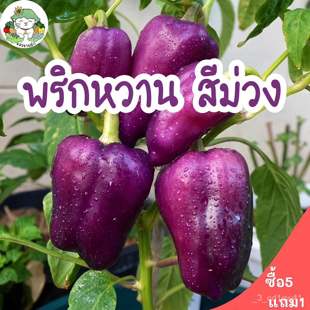 เมล็ดพันธุ์คุณภาพสูงในสต็อกในประเทศไทยเมล็ดอวบอ้วน พริกหวานสีม่วง