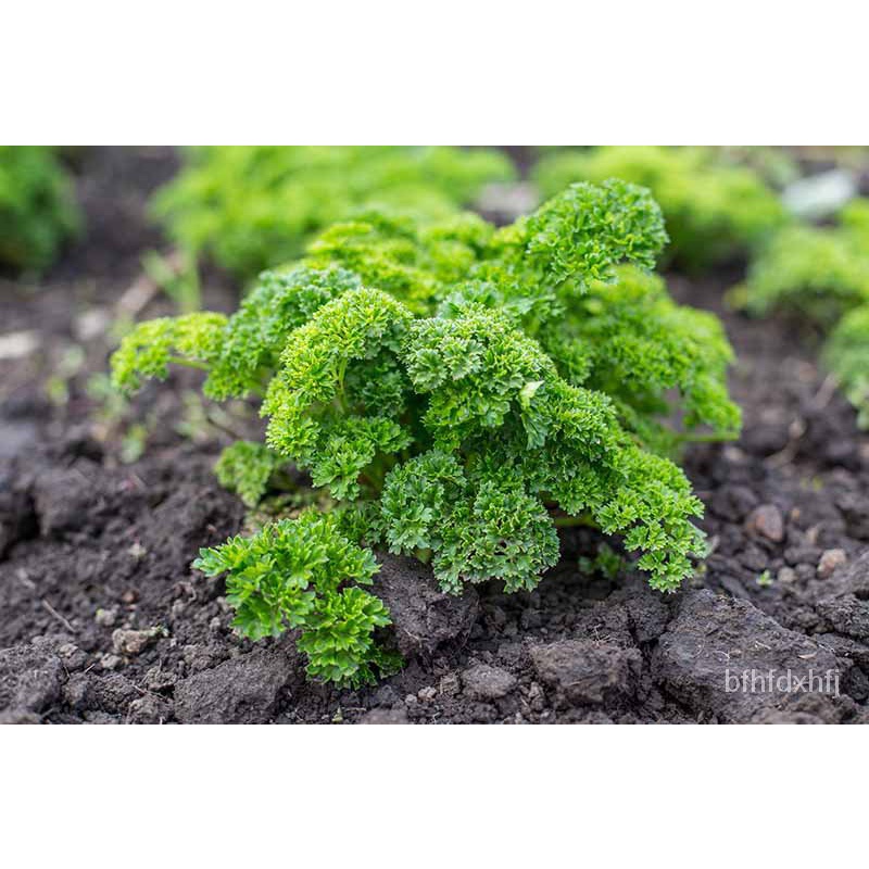 VALUE PACK!Curly Parsley Seeds 30pcs seeds/DECORA VARIETY (1pack) สวน/หมวก/seeds/แม่และเด็ก