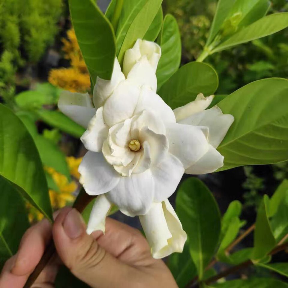 [Indoor plant] Gardenia plant White fragrant flower by LS Group
