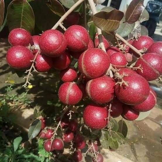 Grafted Red Ruby Longan Fruit Tree Seeds Ship By DHL Express Free