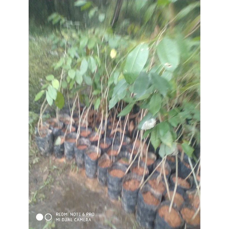 Pokok Merbau / Itsia Bijuga Shopee Malaysia