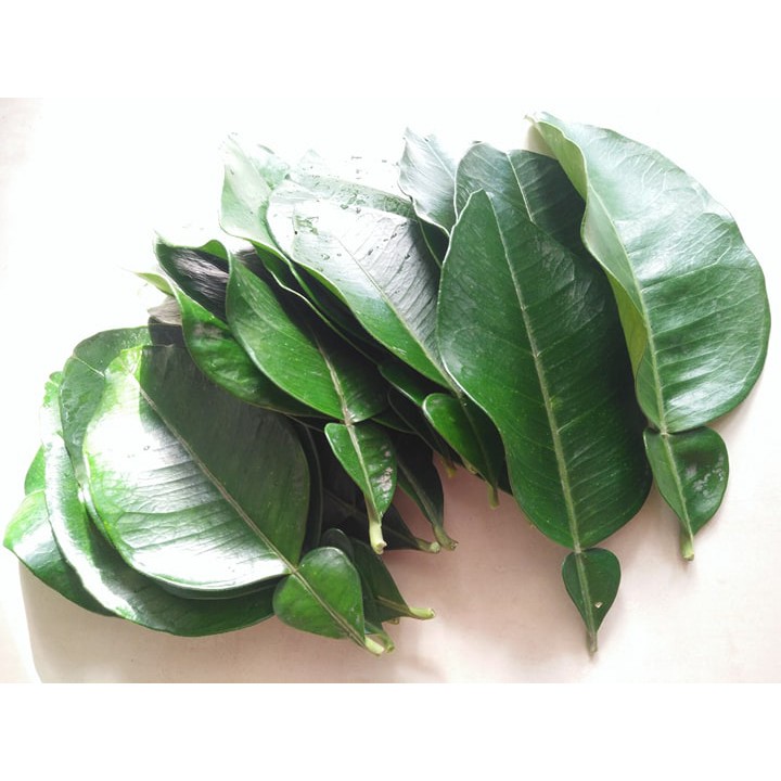 Fresh Pomelo Leaves Chinese Traditional Good Luck Pomelo Leaves 新鲜柚子叶