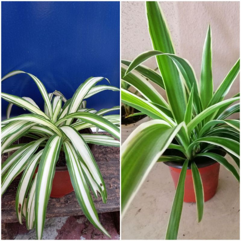 Spider plant (live plant) Shopee Malaysia