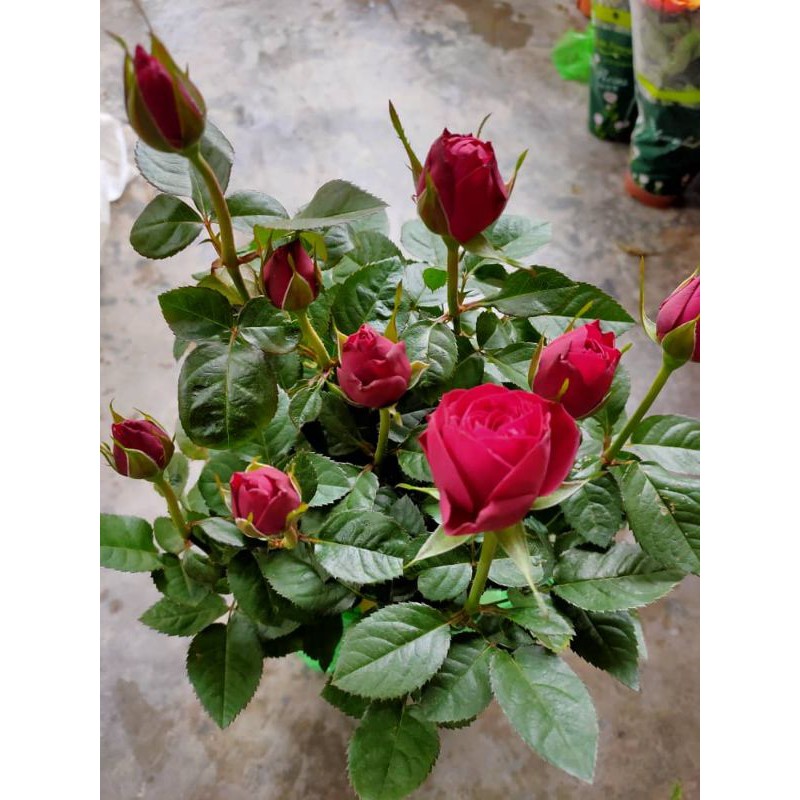 Pokok Bunga Ros hidup. (Rose plants) Shopee Malaysia