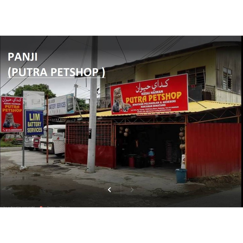 Tempat Jual Kucing Di Kota Padang Sederet Tempat