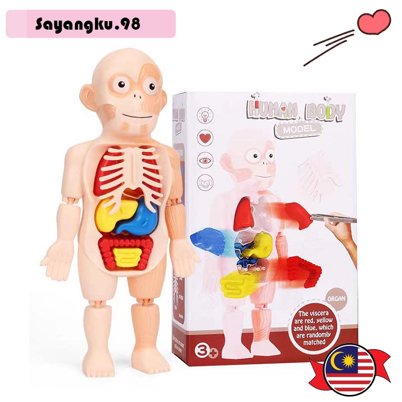 Human Body With Organs Anatomy Learning Toys Laboratory/Montessori 3D Human Body Anatomy Organs