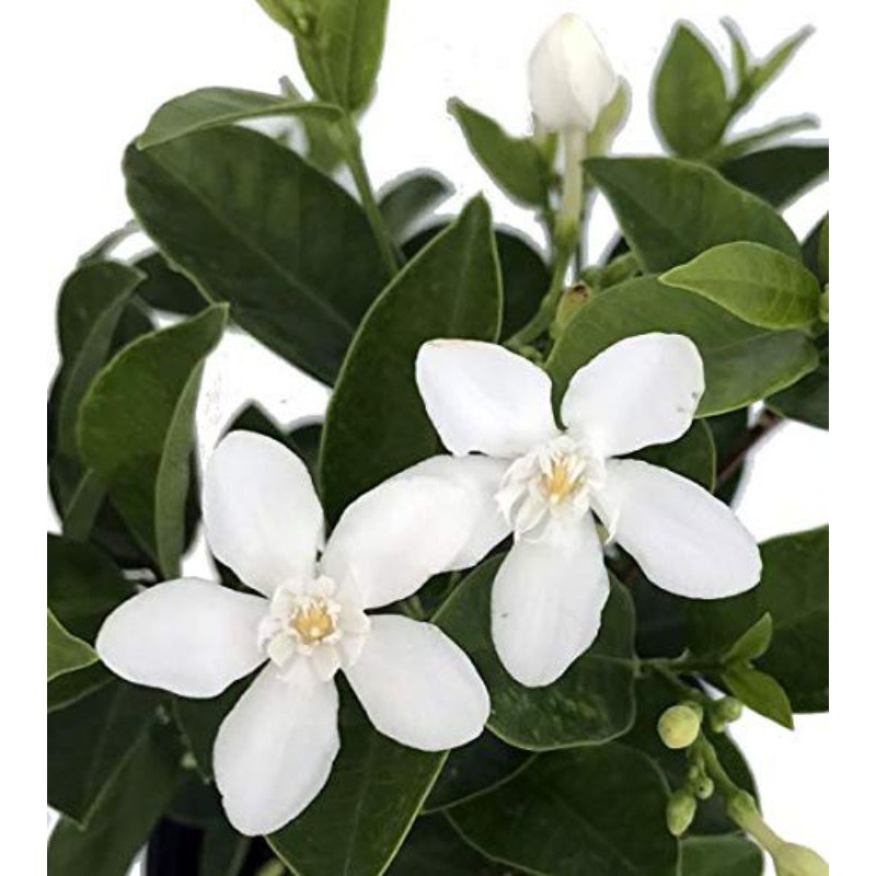 Thai Jasmine, Pokok Bunga Jasmin Siam, White Flower, Arctic Snow