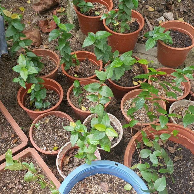 Anak POKOK CERMAI MERAH SESUAI UNTUK TANAMAN DI SEKITAR RUMAH Shopee