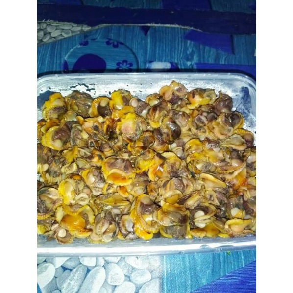 kerang frozen mamapapa Shopee Malaysia