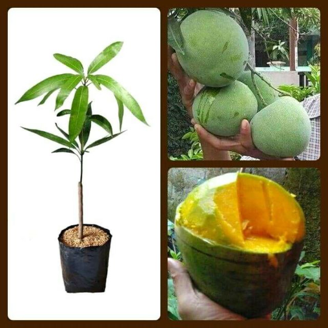 Mangga kelapa / pokok mangga kelapa / anak benih mangga kelapa / anak