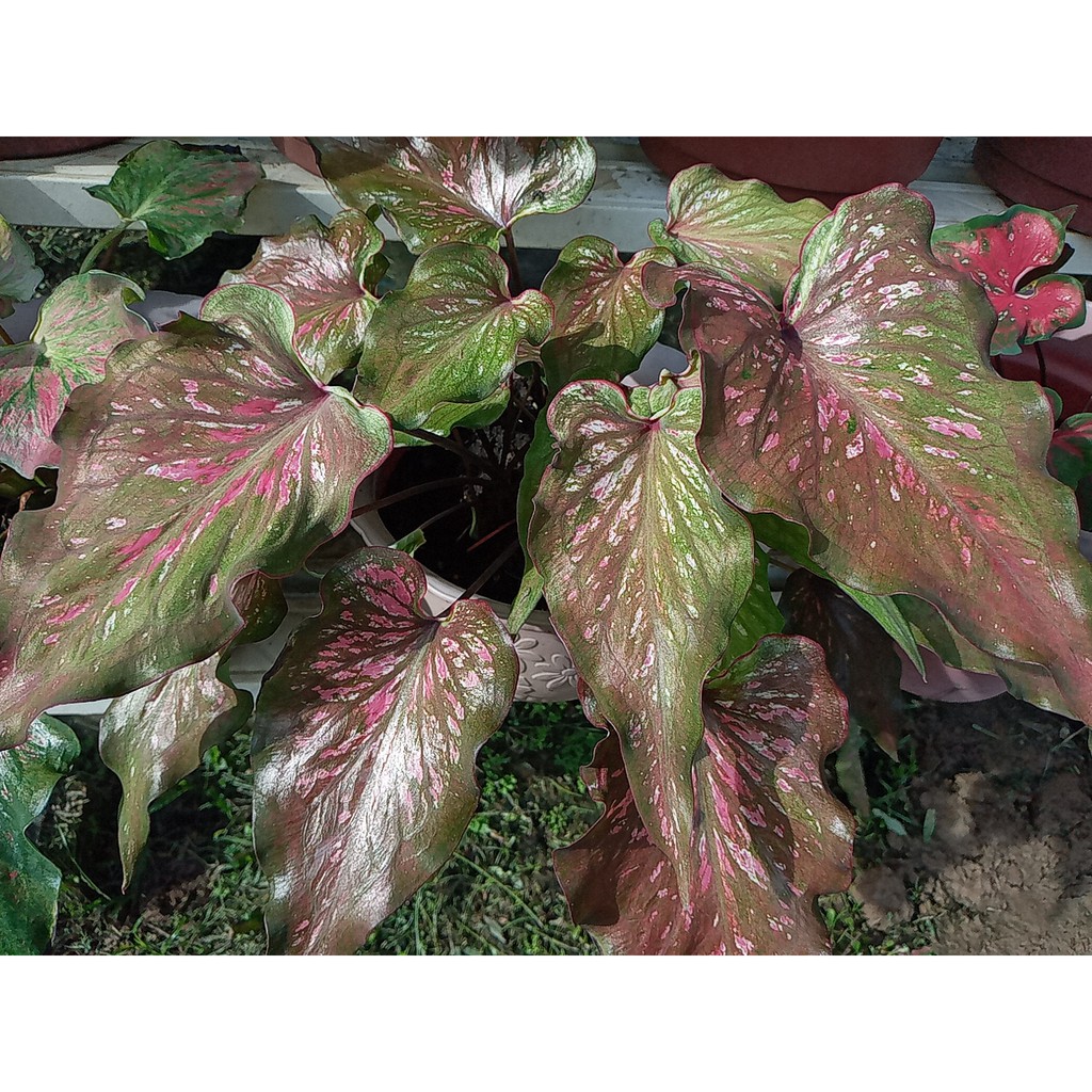 Caladium K.coklat/Keladi Coklat | Shopee Malaysia