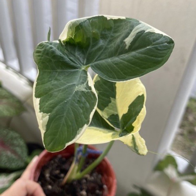 {LIVE PLANT} Variety of Caladiums / Pelbagai jenis keladi Shopee Malaysia