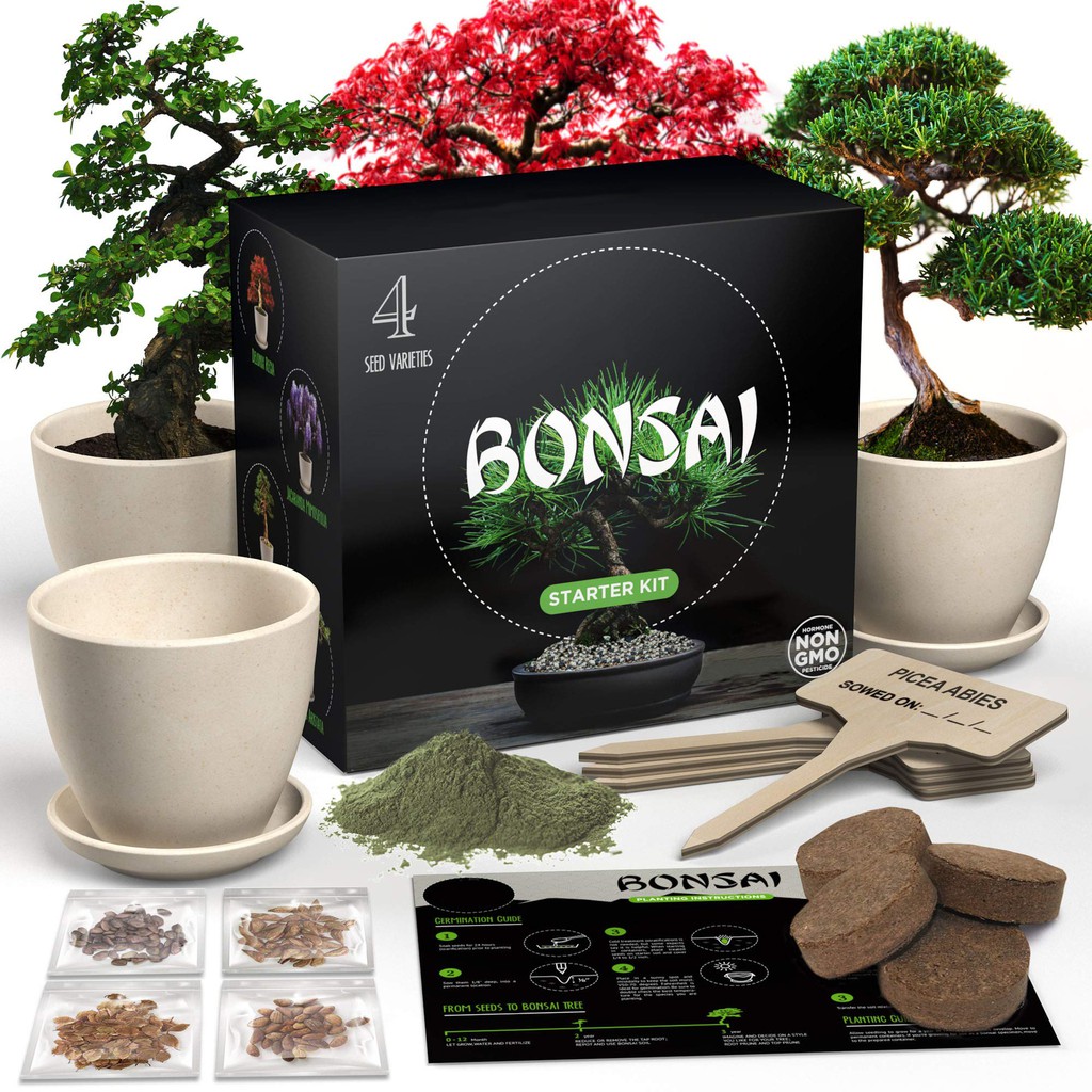 HOME GROWN Bonsai Tree Kit. Bonsai Tree Starter Kit with 4 Seeds Types