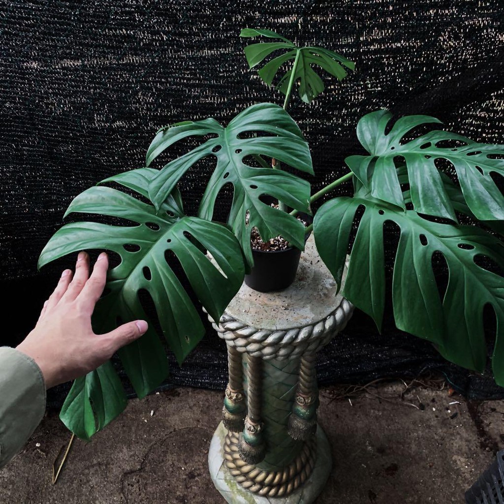 Rhaphidophora Tetrasperma ( Jungle ) Big Leaf Shopee Malaysia