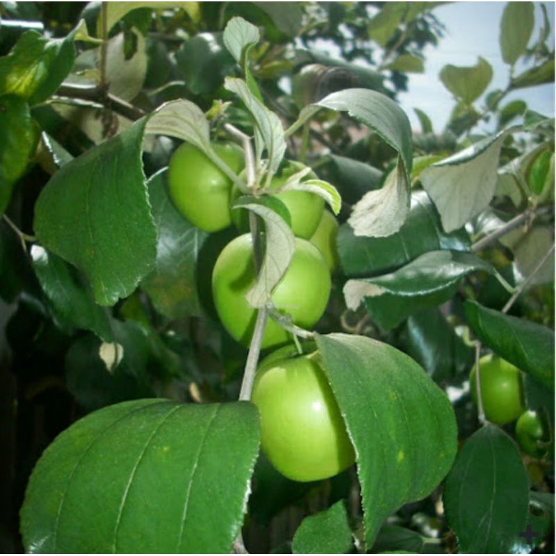 Anak Pokok Bidara Epal Shopee Malaysia