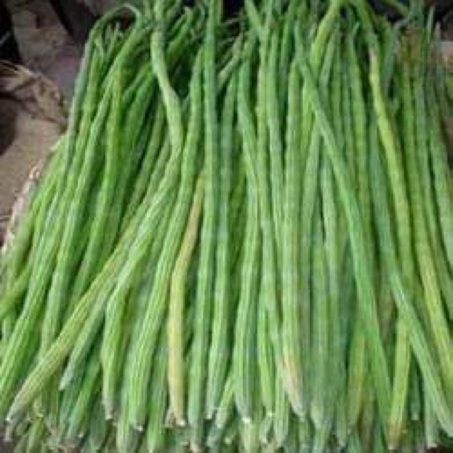 biji benih kelor moringa Pkm1 Shopee Malaysia