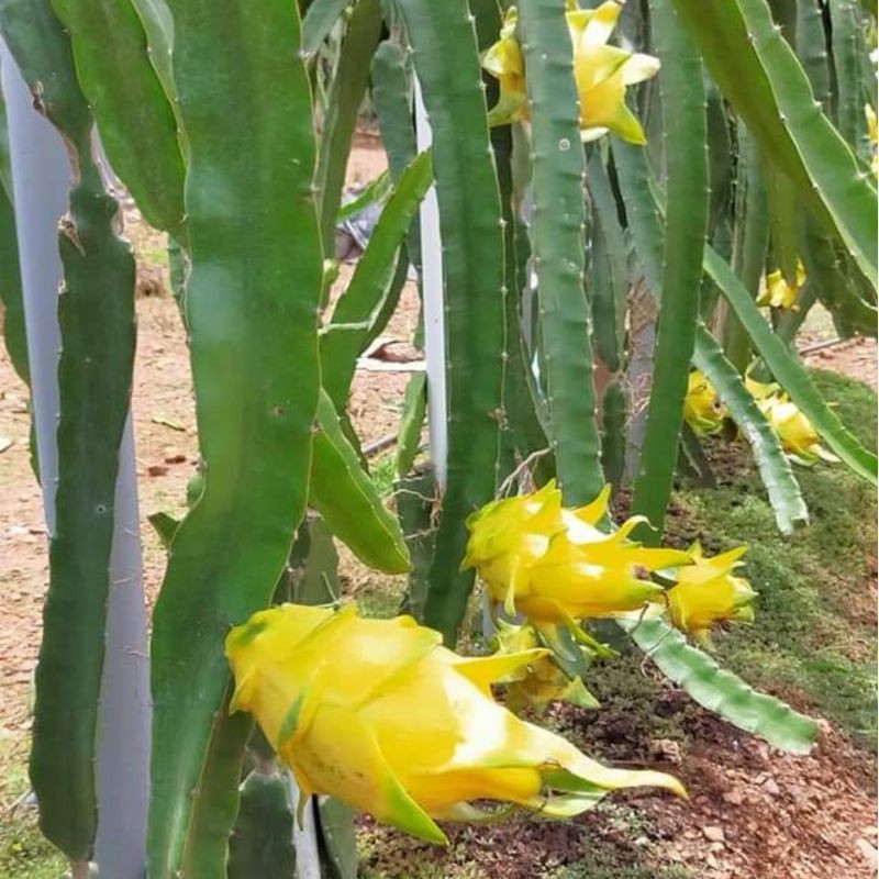 Super Yellow Dragon Fruits Trees (Israel) Keratan Pokok Shopee Malaysia