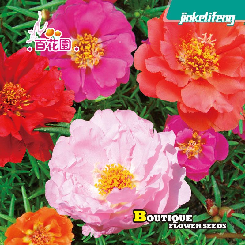 Biji Benih Bunga Ros Jepun Flower seeds Portulaca Sun Daze 花种子 日本太阳花/九点