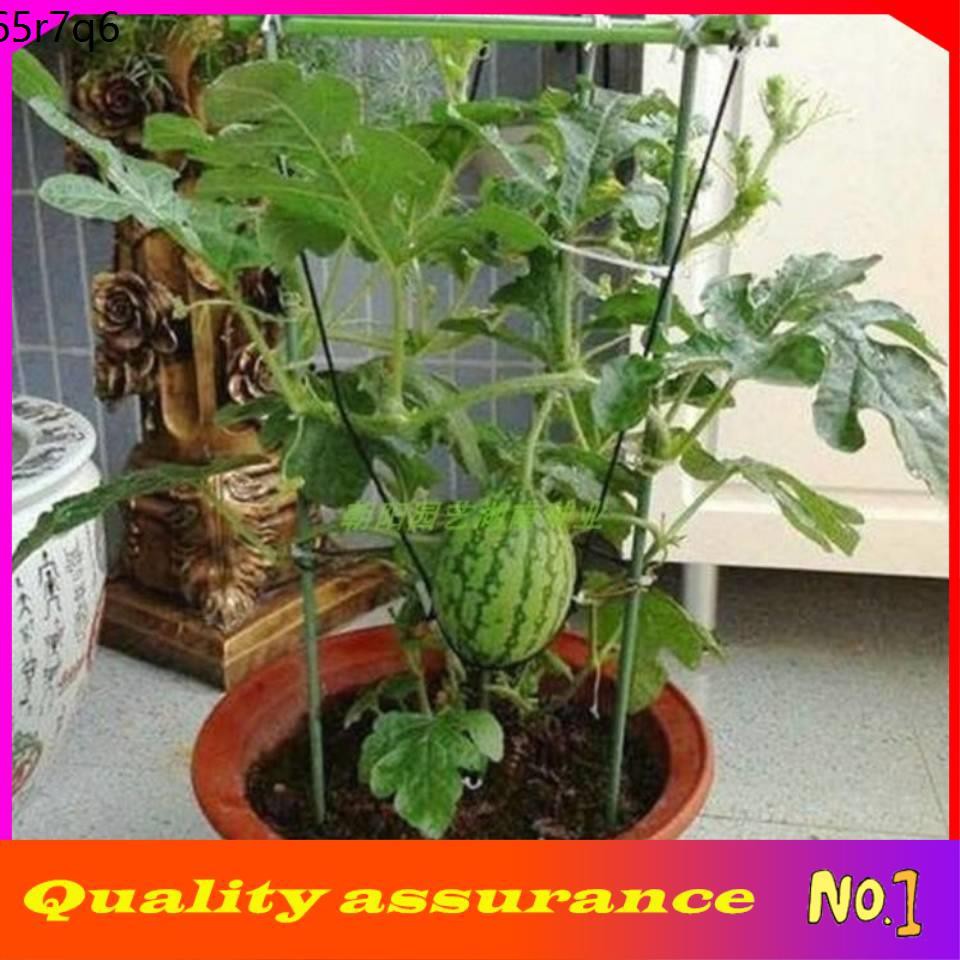 biji benih sayur sayuranbiji benih seed seeds plant vegetables seedling