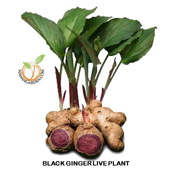 [FREE TANAH MEDIA BIOCHAR] Black Ginger (Kaempferia parviflora) Live