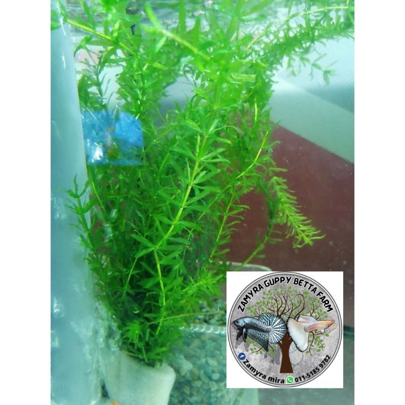 Hydrilla Hydrilla Water Plant Aquascape aquarium Guppy Betta