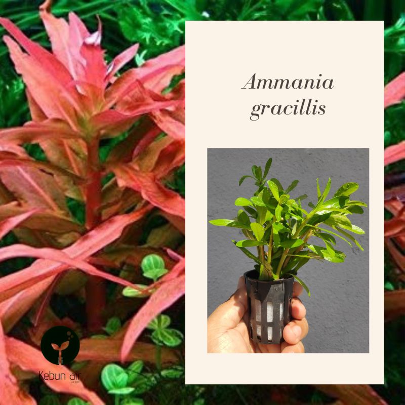 (WHOLESALE)Aquarium plants Aquatic plants Ammania gracilis (emersed