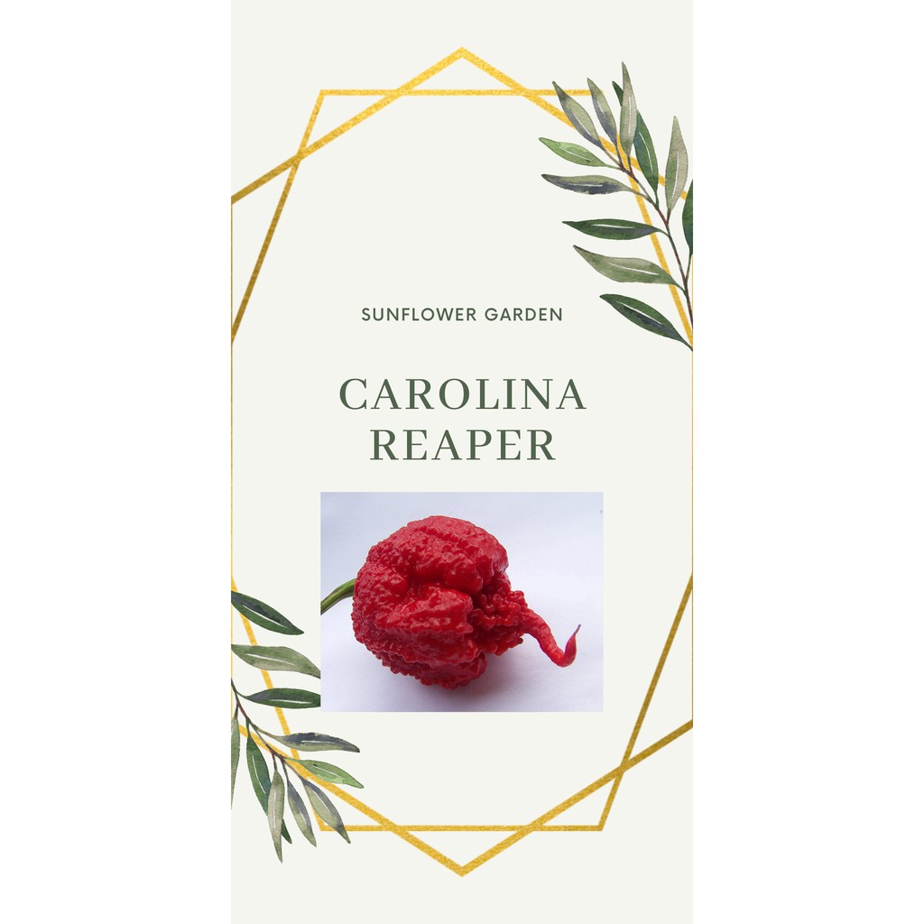 Carolina Reaper (10seeds) Shopee Malaysia