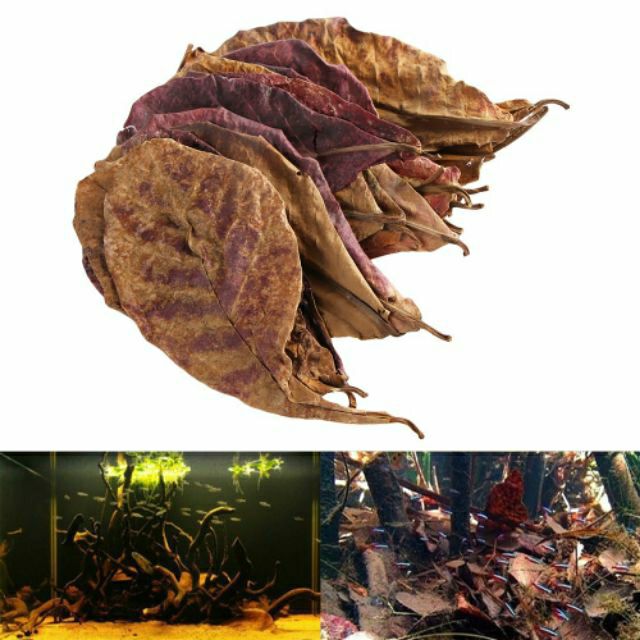 DAUN KETAPANG UNTUK IKAN LAGA BETTA Shopee Malaysia