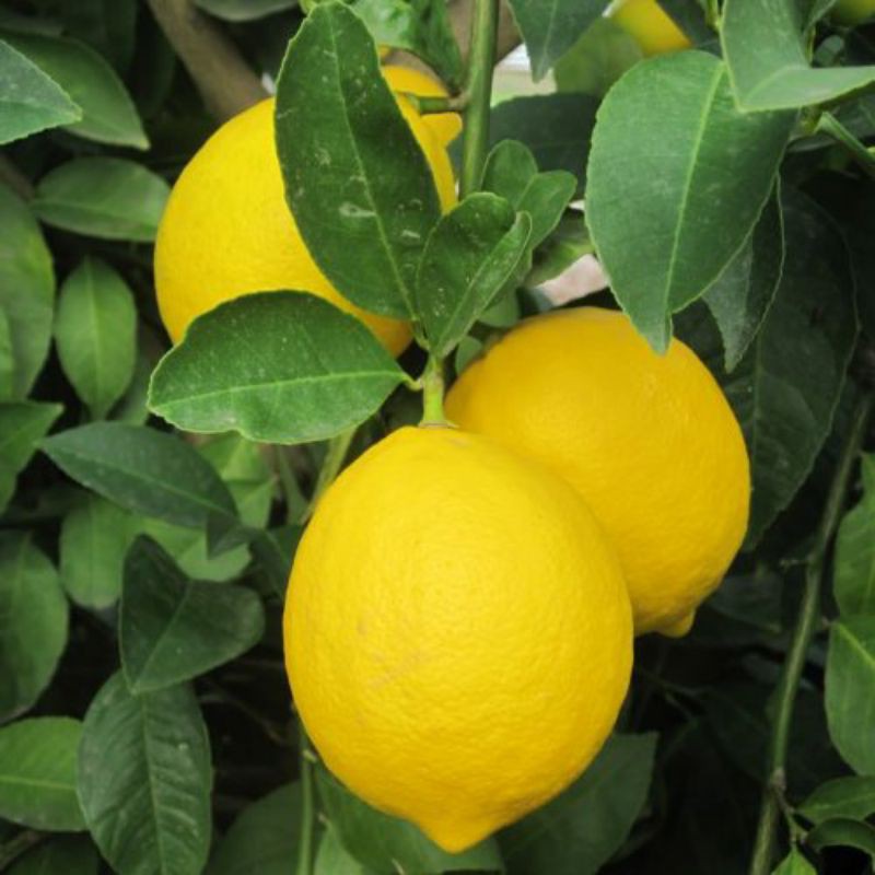 Pokok Lemon Lemon Tree Plant Shopee Malaysia