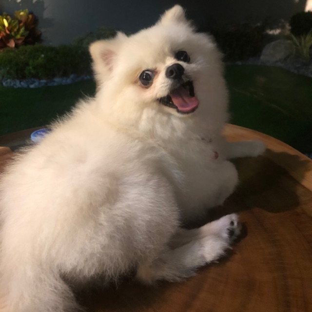 Dorcy&Co Pets, Online Shop Shopee Malaysia