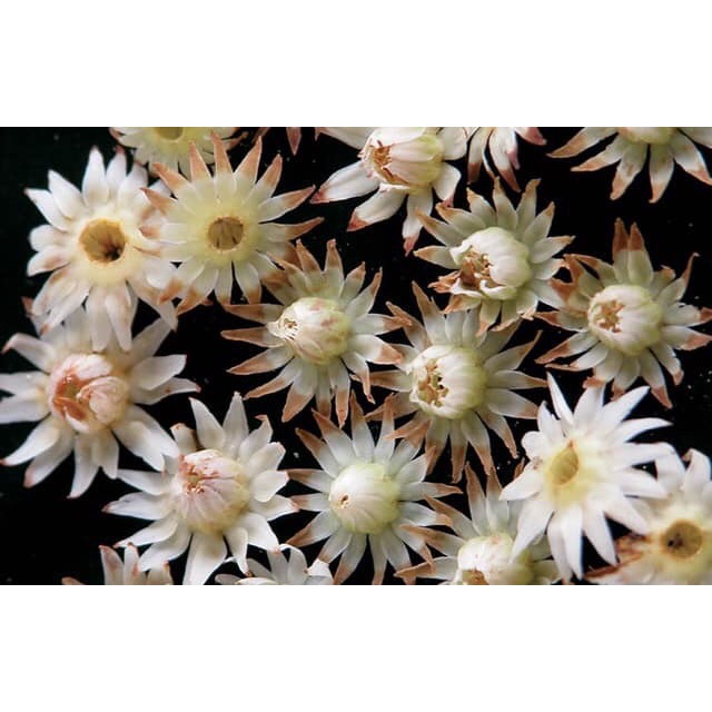 pokok bunga tanjung (wangi) Shopee Malaysia