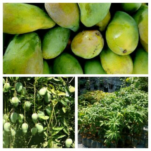 anak pokok mangga harum manis Shopee Malaysia