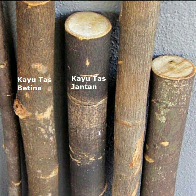 Kayu Tas Asli Semenanjung Shopee Malaysia