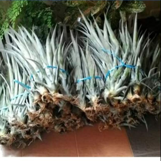 Nenas madu kaca/Nanas madu kaca/Anak pokok/Buahbuahan