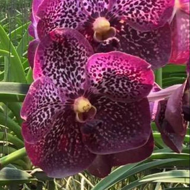 Vanda orchid for sale Shopee Malaysia
