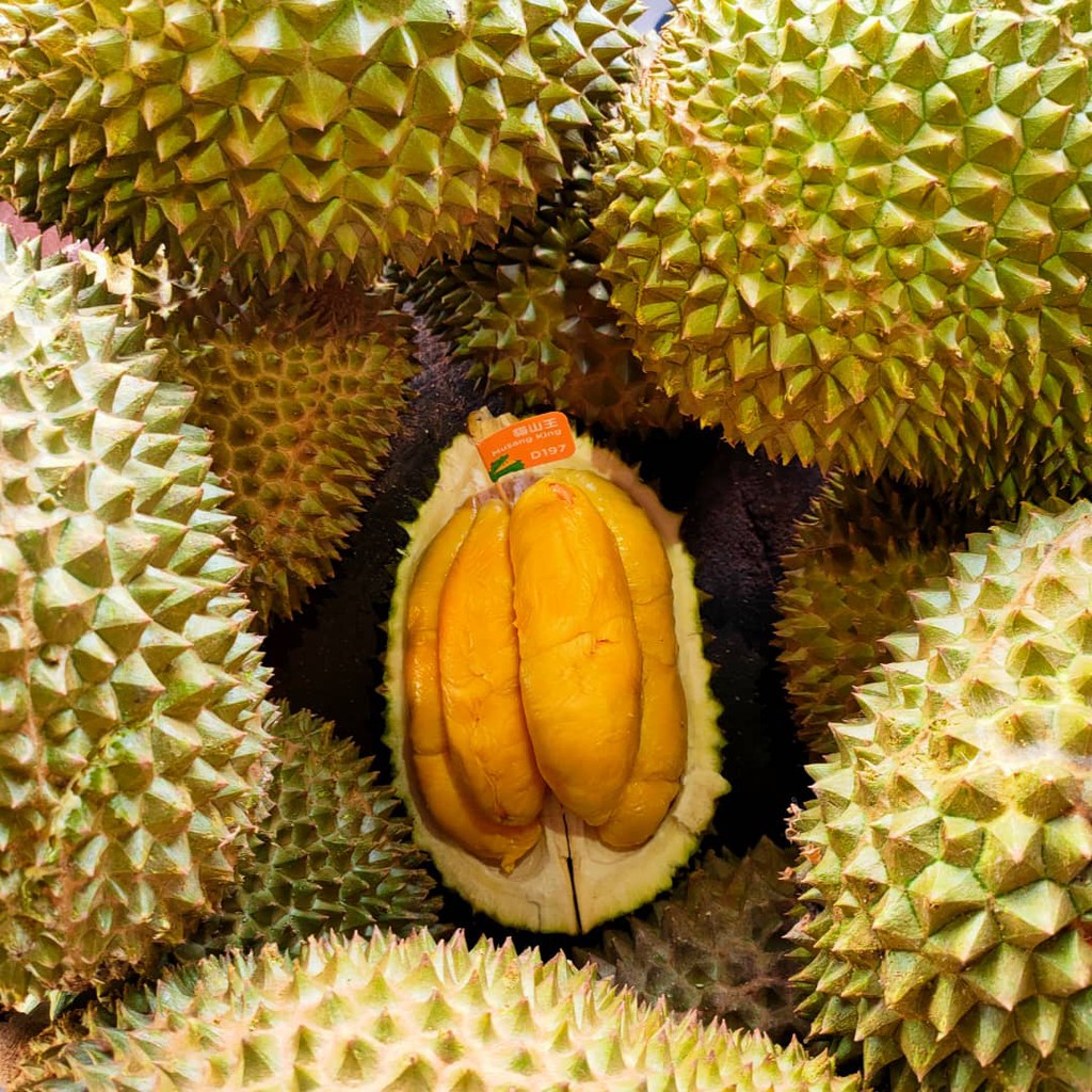 Durian Udang Merah Vs Musang King opsaryc