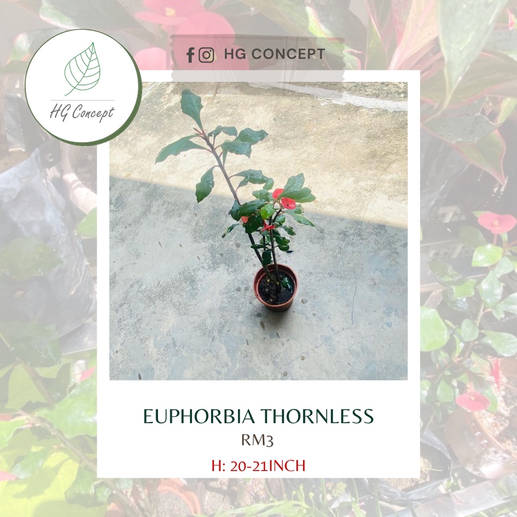 Euphorbia Thornless (Indoor plant) Shopee Malaysia