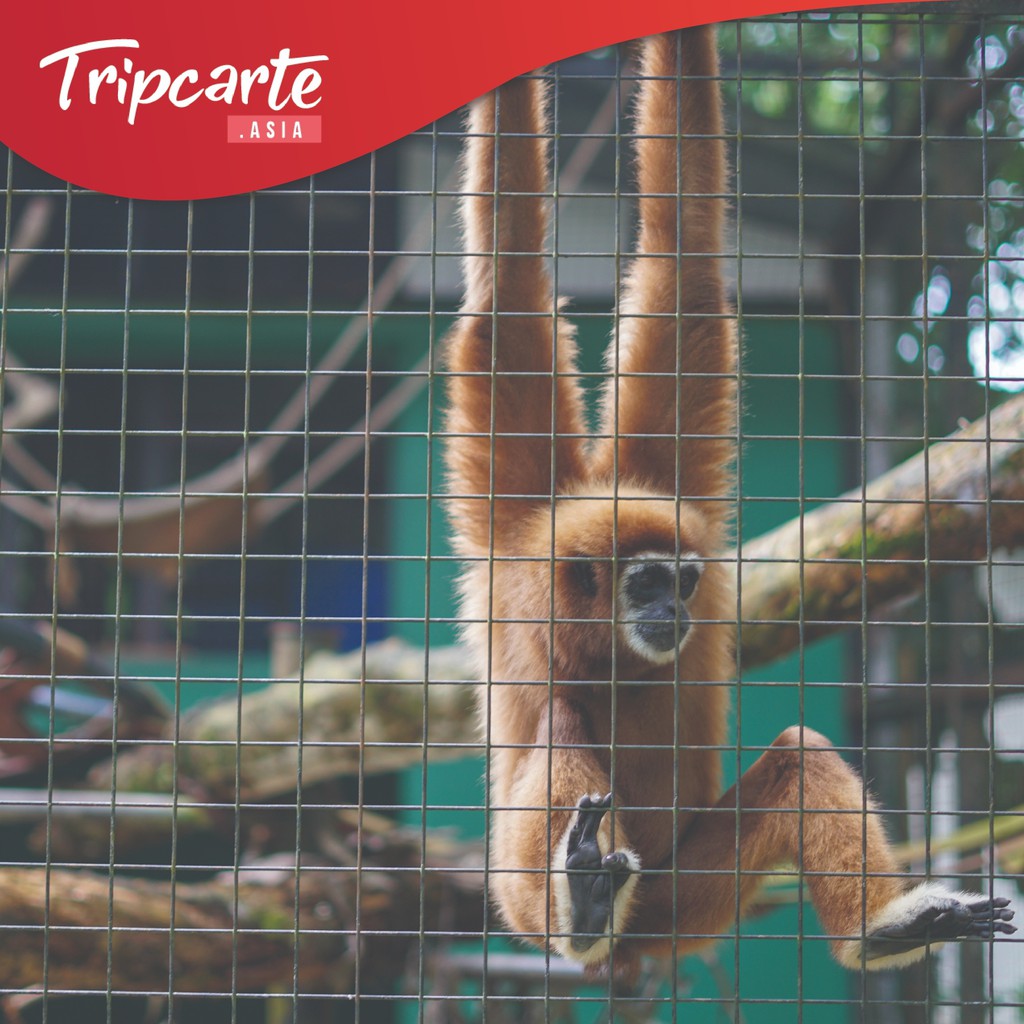 【HARGA MURAH】Zoo Negara Tiket Shopee Malaysia