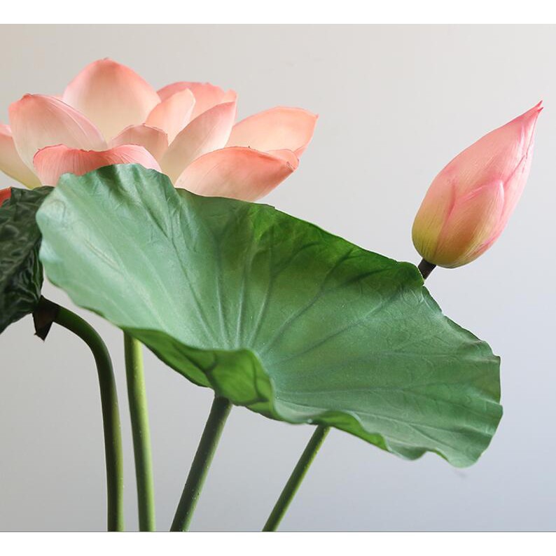 Lotus Flower Gift Malaysia Best Flower Site