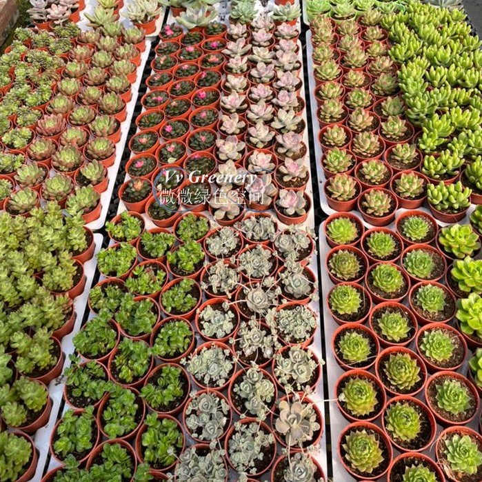 {Vv Greenery} August New Arrival Part 1 Succulent Cactus Live Plants 🔥