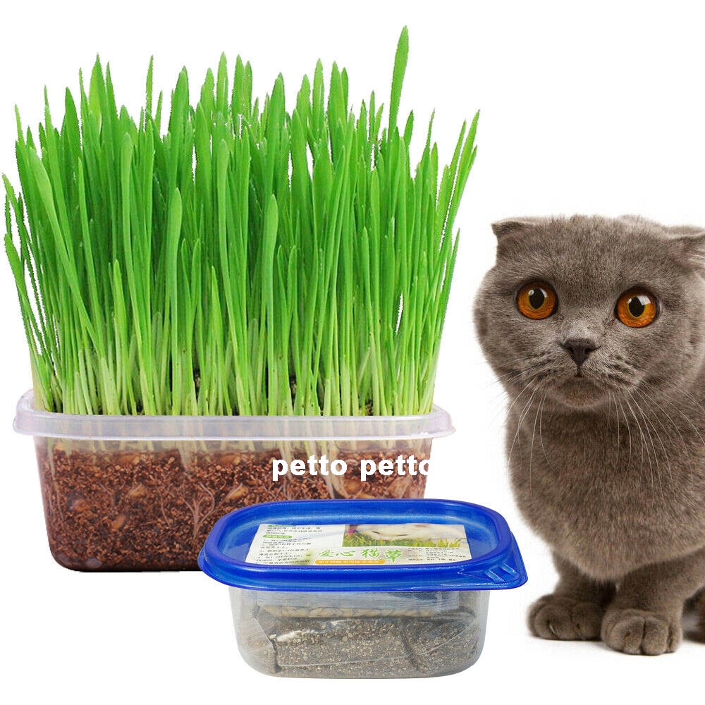 Cat Grass Seed Starter Kit ( 40gm / 800 seeds + Soil) Tanam Rumput